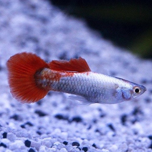 Poecilia reticulatus, Lebistes reticulatus - Guppy santa baddy